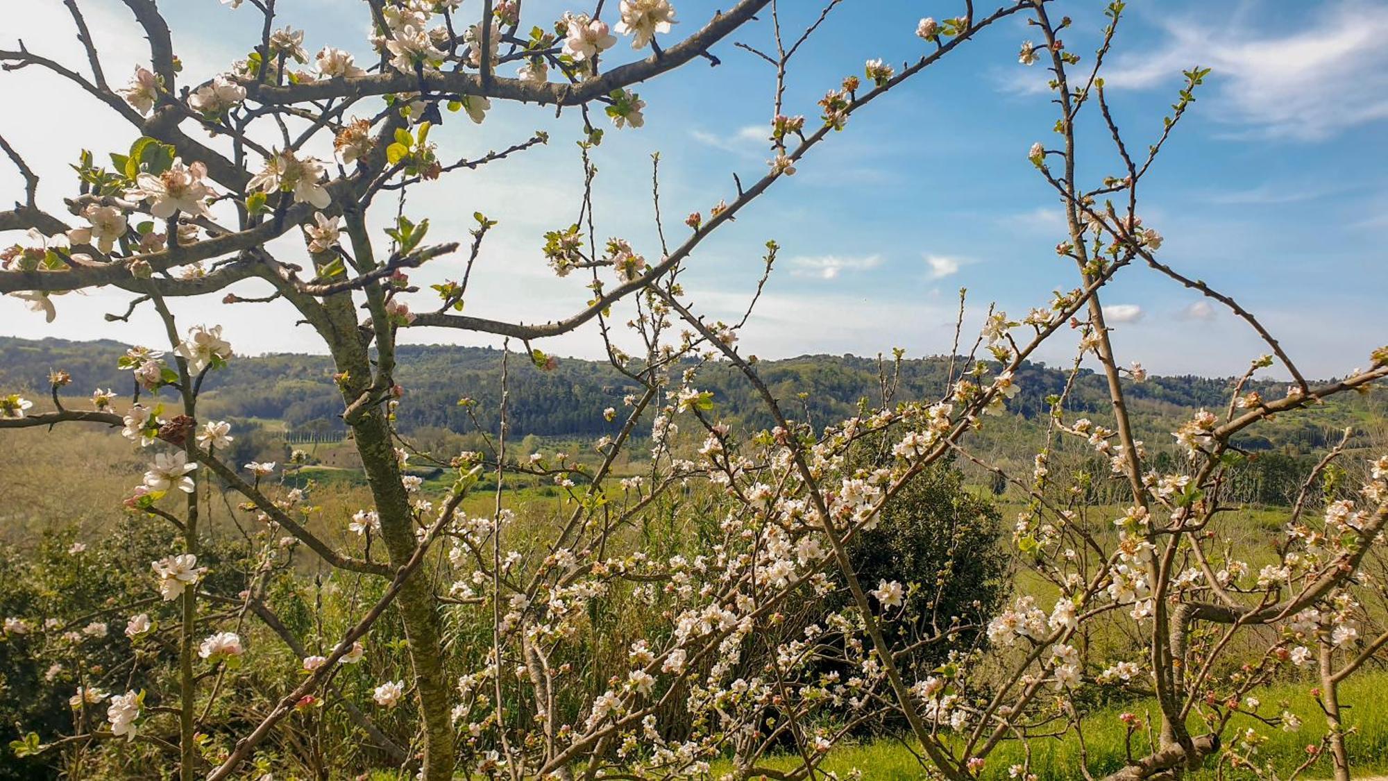 Agriturismo Podere Le Tombe Pension Palaia Buitenkant foto