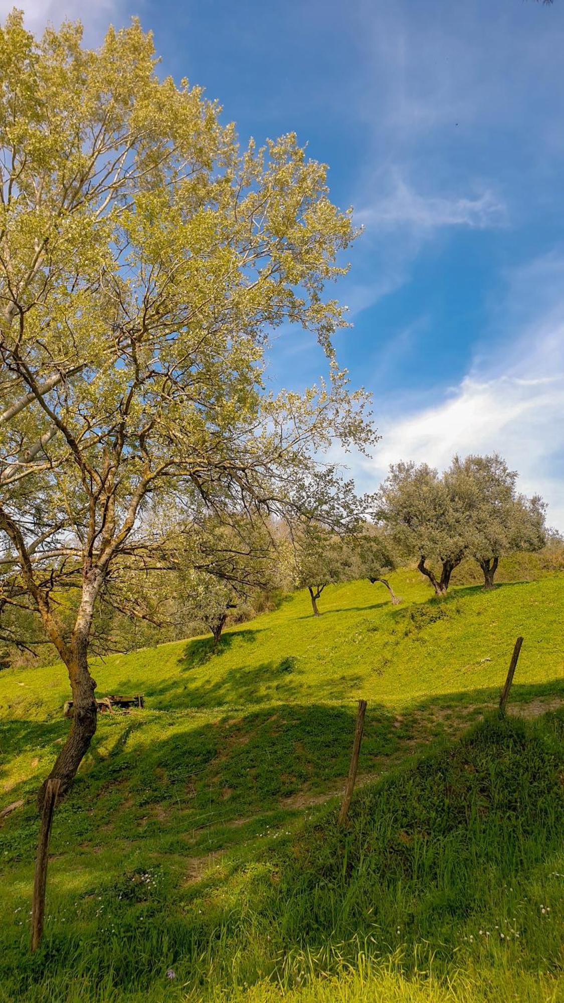 Agriturismo Podere Le Tombe Pension Palaia Buitenkant foto