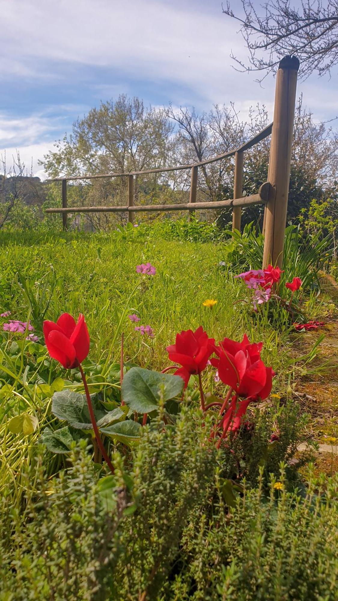 Agriturismo Podere Le Tombe Pension Palaia Buitenkant foto